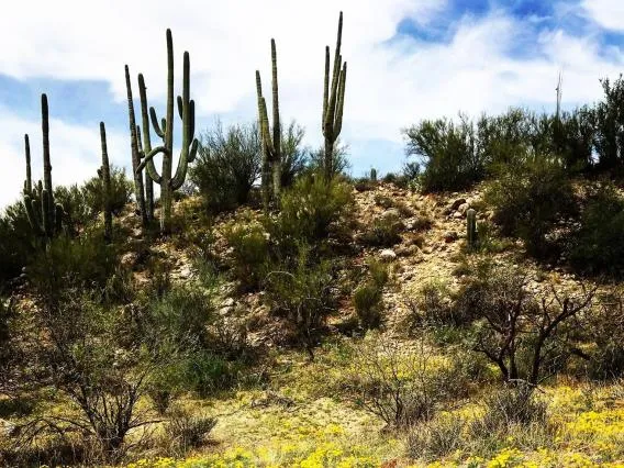 Desert Landscape